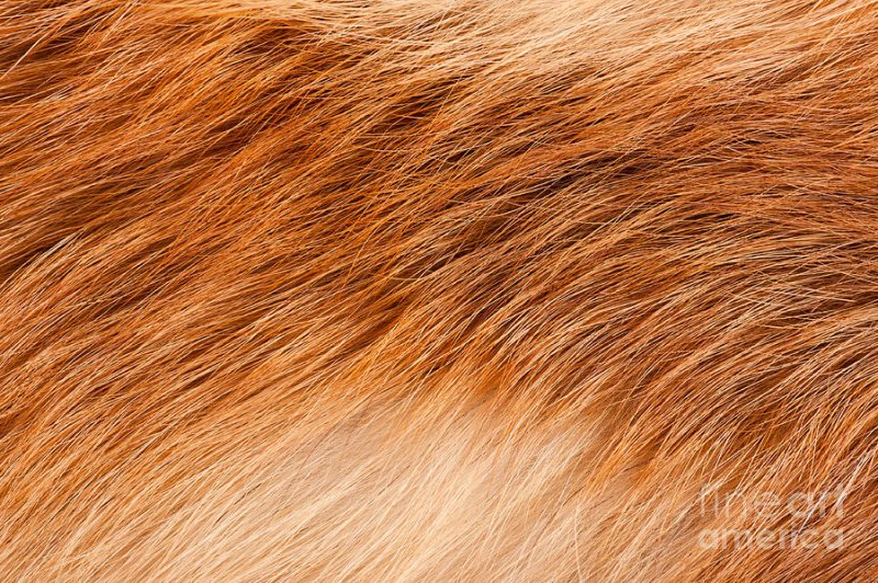 Рыжий мех