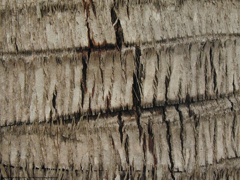 Текстура ствола пальмы