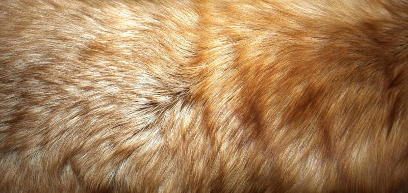 Шерсть лисы