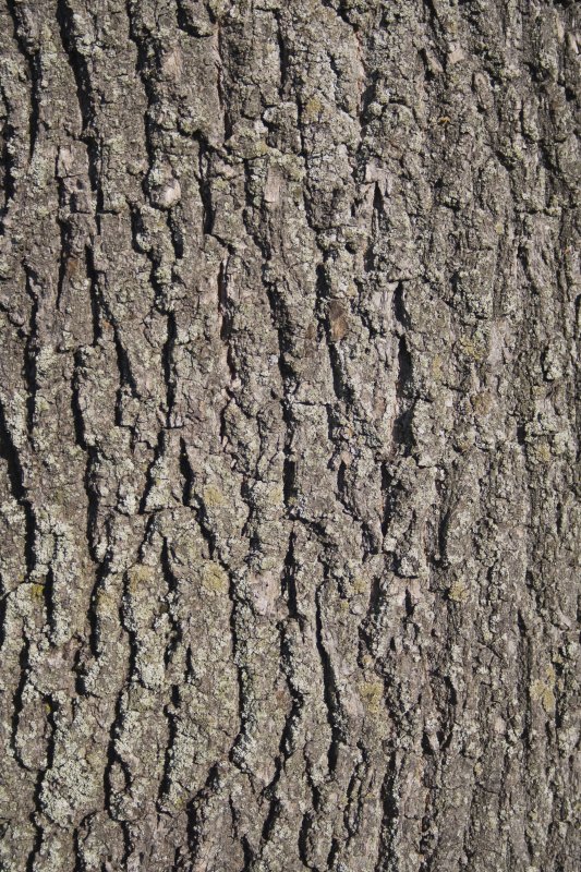 Бороздчатая кора дерева
