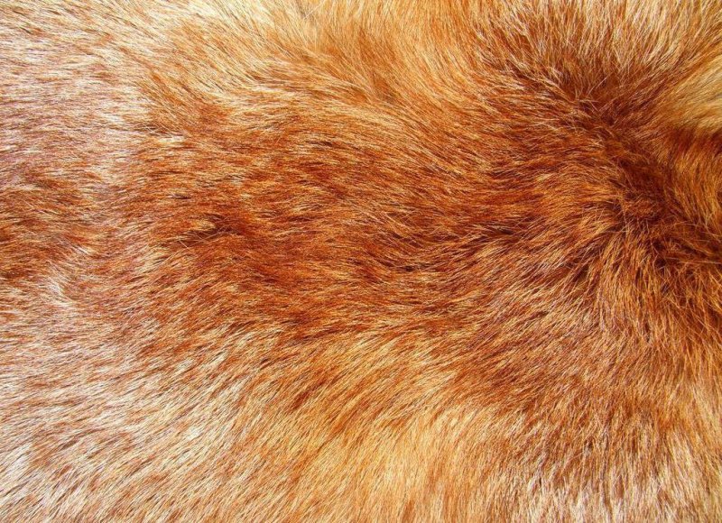 Шкура лисы