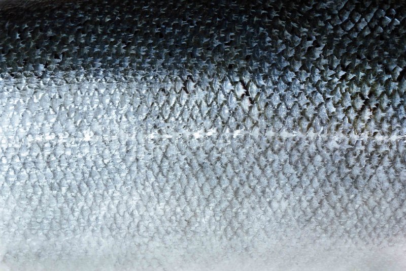 Чавыча чешуя