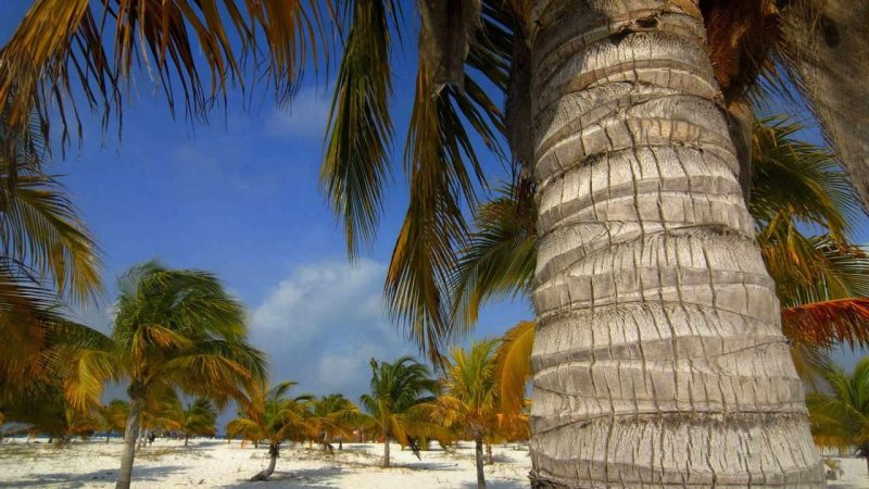 Кайо-Ларго пальмовый лес