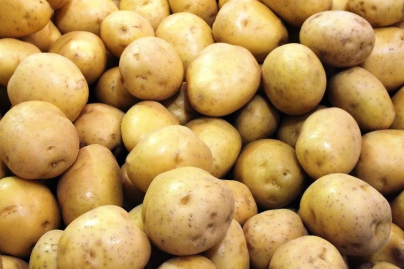 Сорта картофеля Дамарис