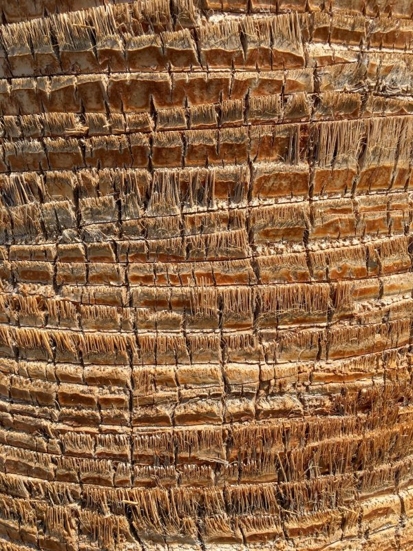 Ствол пальмы