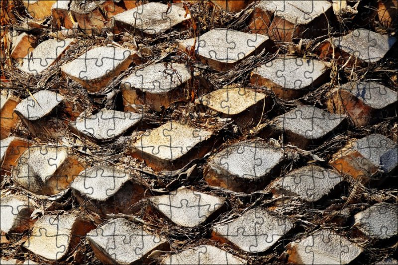 Текстура пальмового дерева