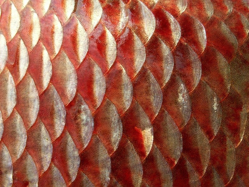 Космоидная чешуя