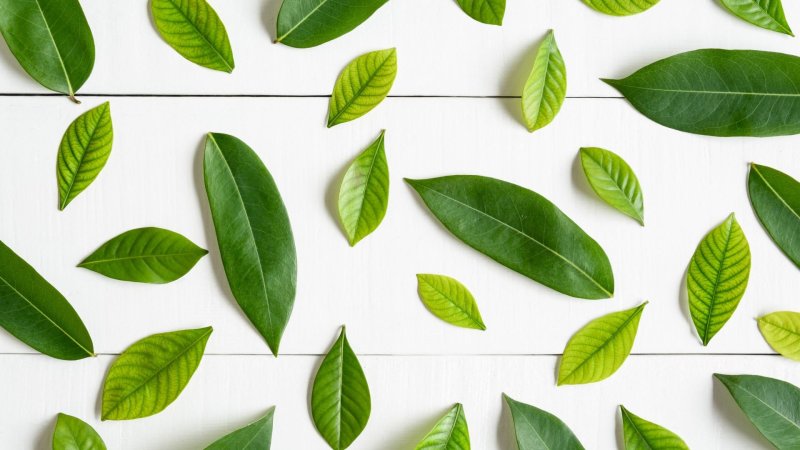 Греен листья фон