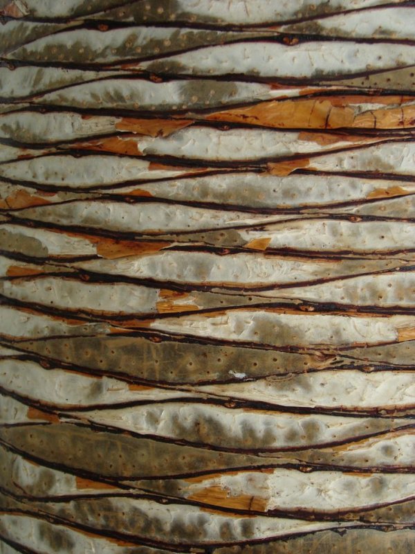 Кора пальмы