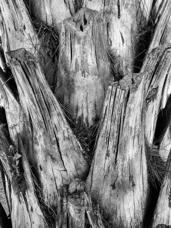 Кора пальмы