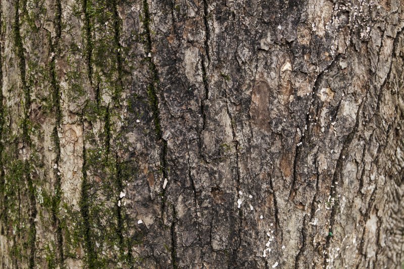 Текстура ствола дерева