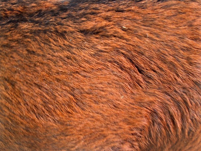 Шерсть медведя