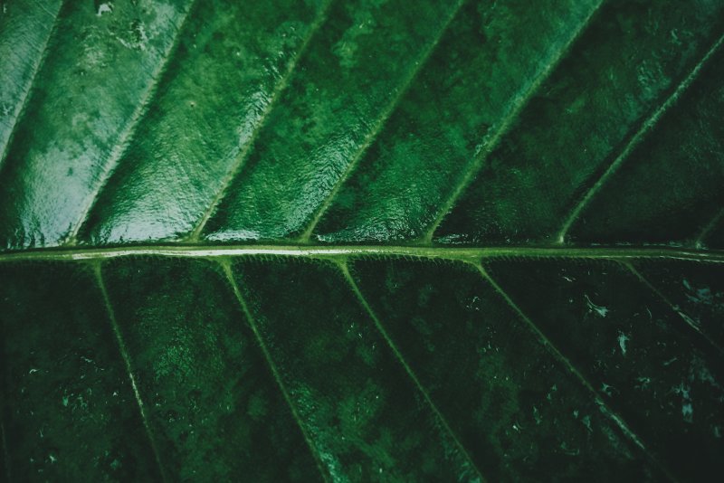 Лист растения фактура