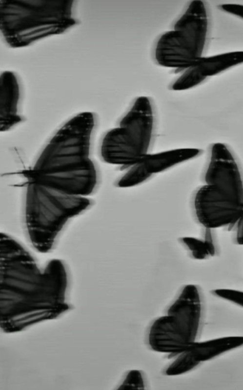 Бабочки Эстетика черно белые