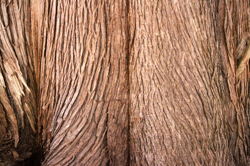 Фактура ствола дерева