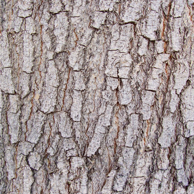 Акация дерево кора