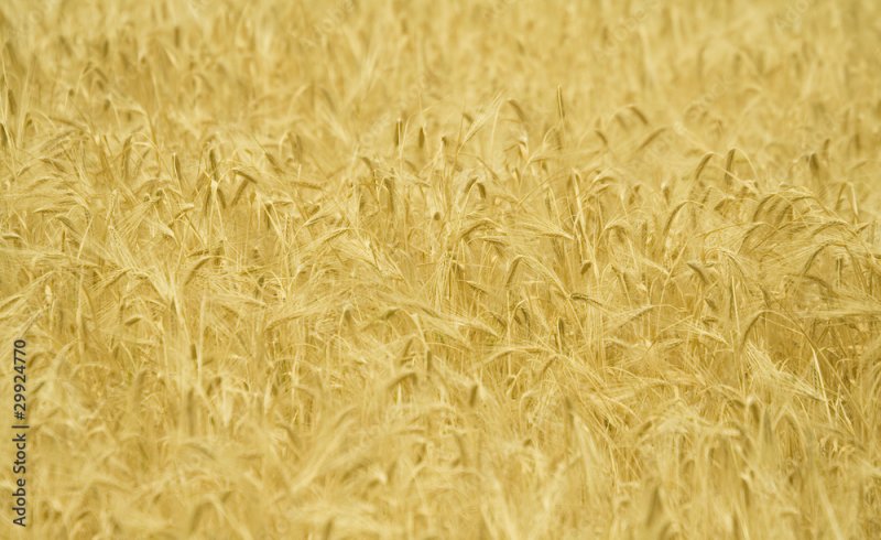 Пшеница текстура