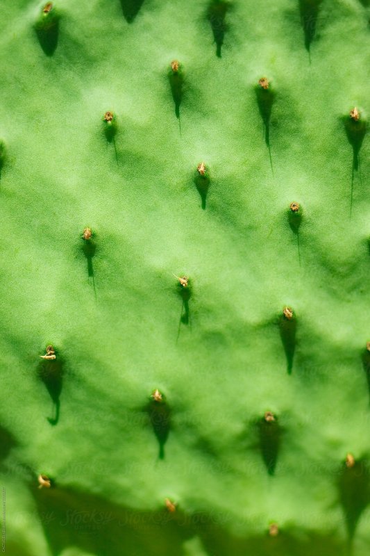 Кактус фактура