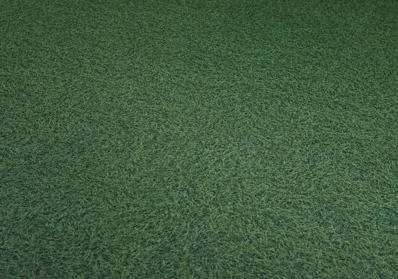 Тимофеевка Луговая для газона