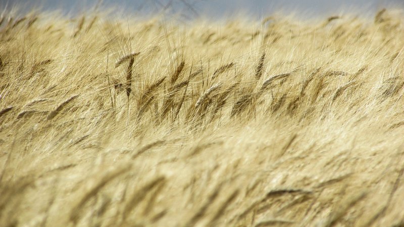 Пшеничное поле