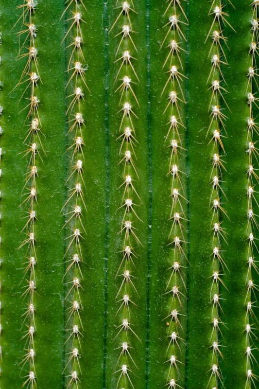 Текстура кактуса