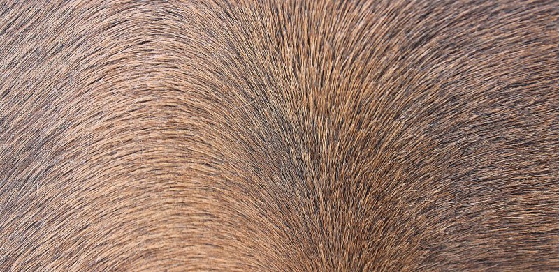 Текстура шерсти
