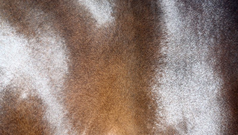 Шерсть лошади