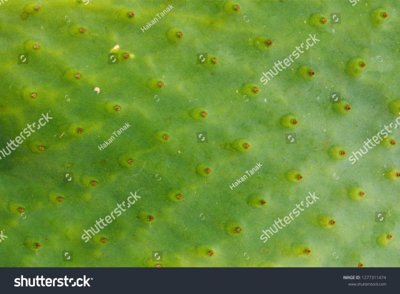 Мякоть кактуса текстура