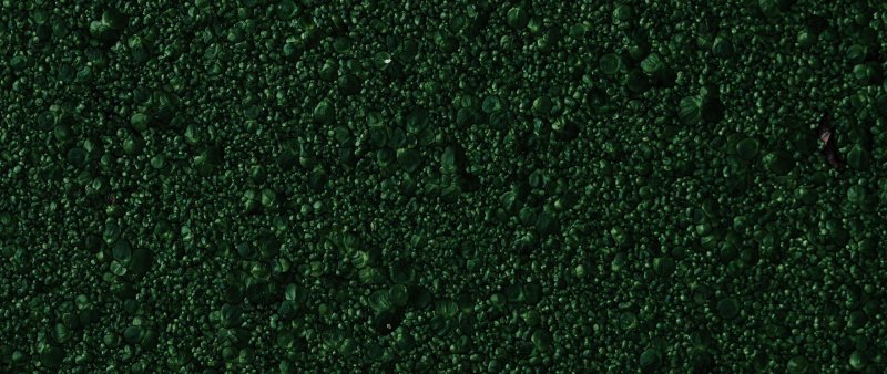 Зеленая текстура