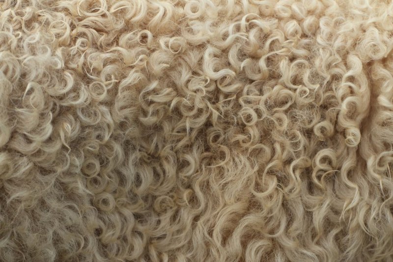 Овечья шерсть