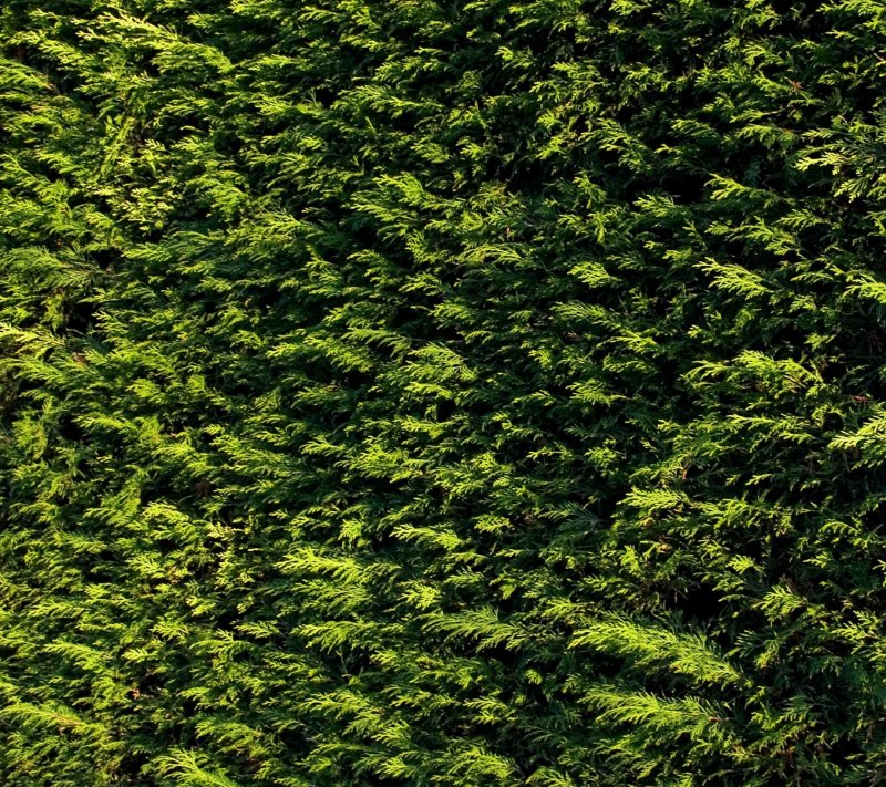 Густые кусты