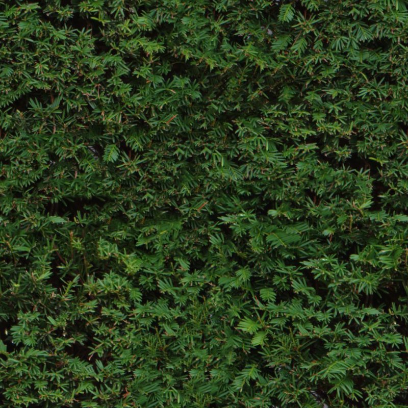 Самшит изгородь паттерн