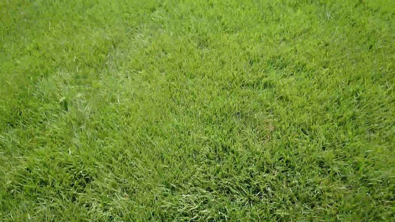 Текстура травы