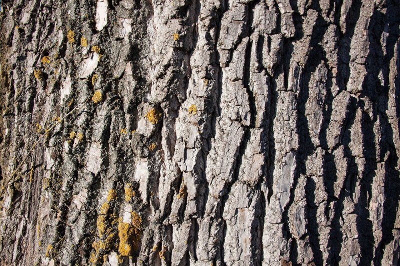 Тополь дерево кора