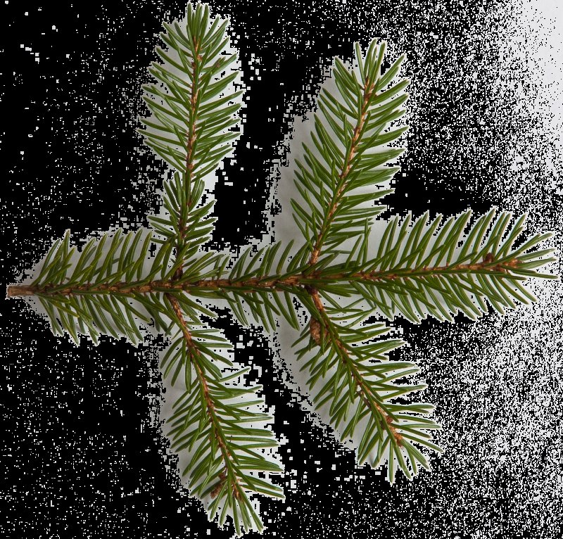 Листья елки