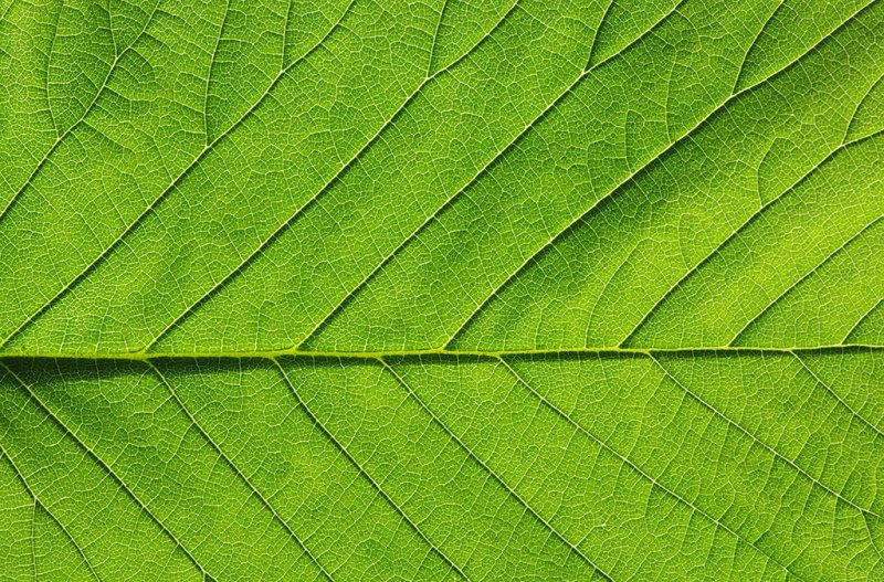 Текстура зеленого листа