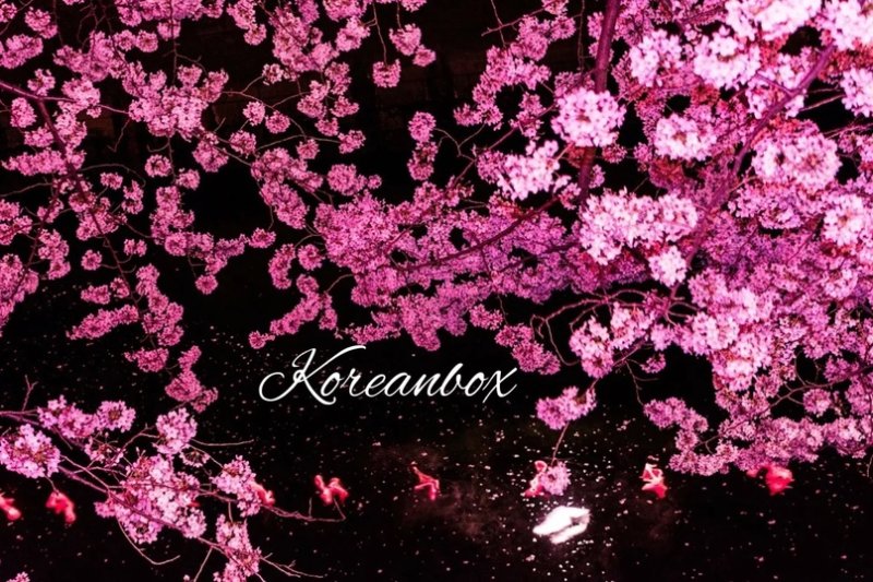 Лепестки Сакуры Геншин