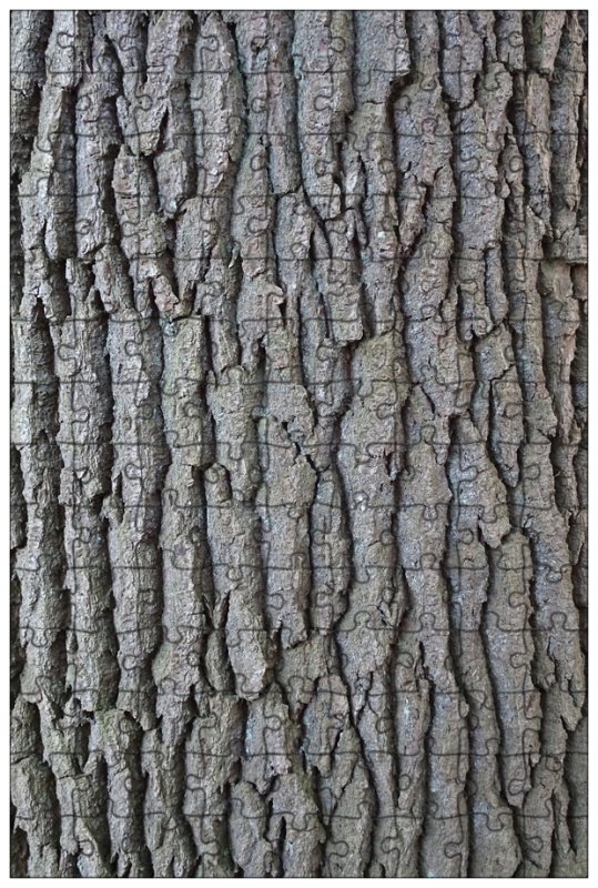 Тополь дерево кора