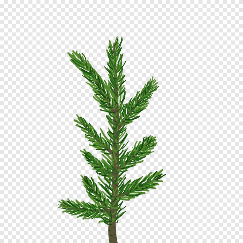 Пихтовая ветка