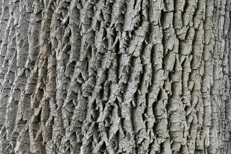 Текстура коры