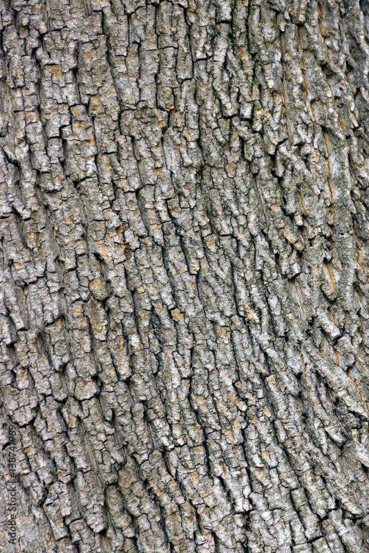 Текстура коры дерева