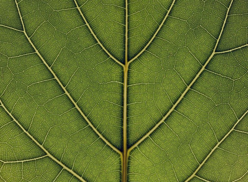 Листья деревьев