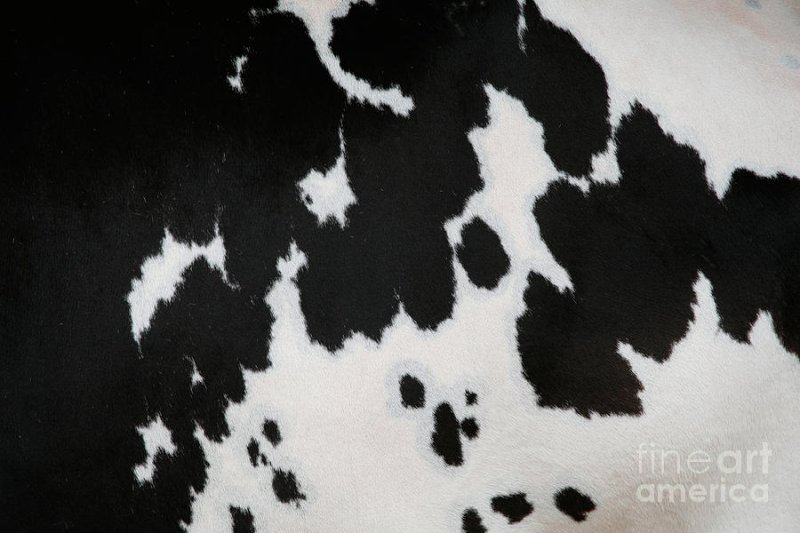 Шкура коровы текстура