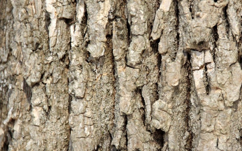 Тополь дерево кора