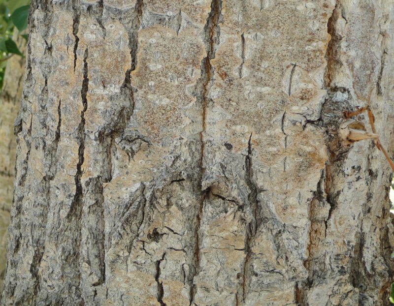 Тополь дерево кора