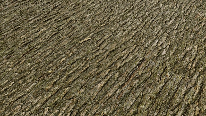 Текстура коры дерева