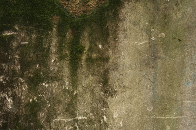 Плесень на стене текстура