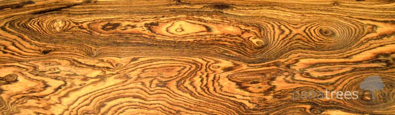 Карагач дерево структура древесины