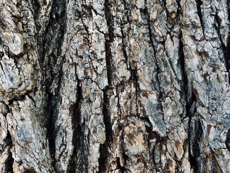 Тополь бальзамический кора