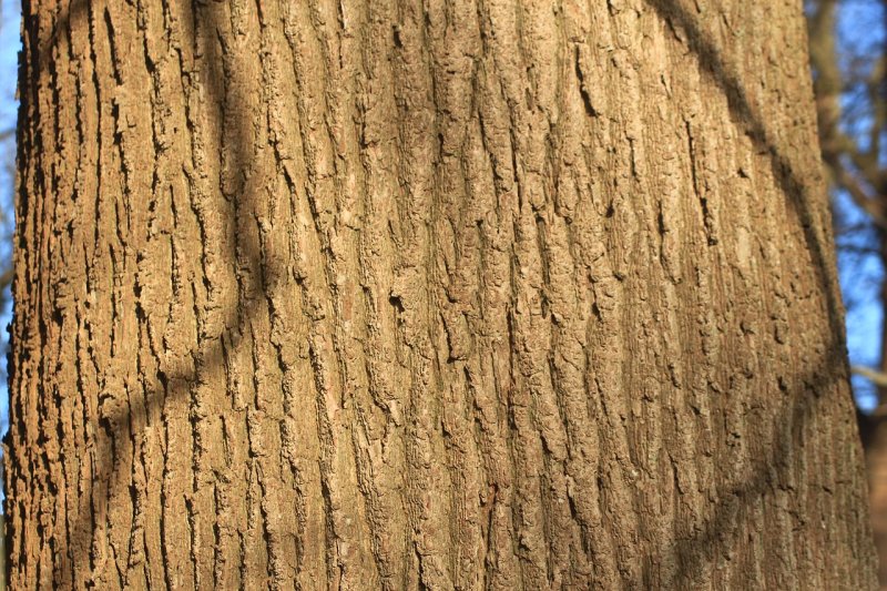 Дуб черешчатый древесина